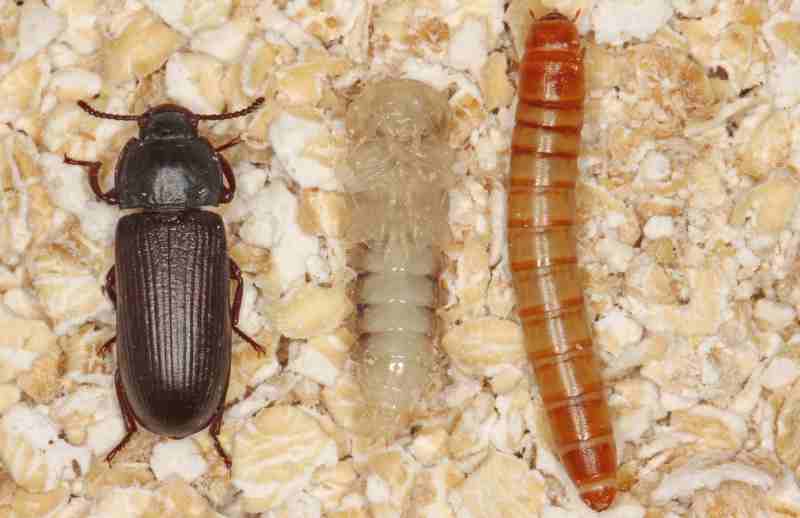 Mouční červy – larva, kukla a brouk