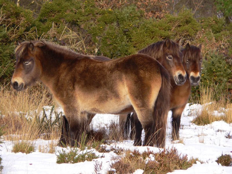Exmoorský pony ve sněhu v čr