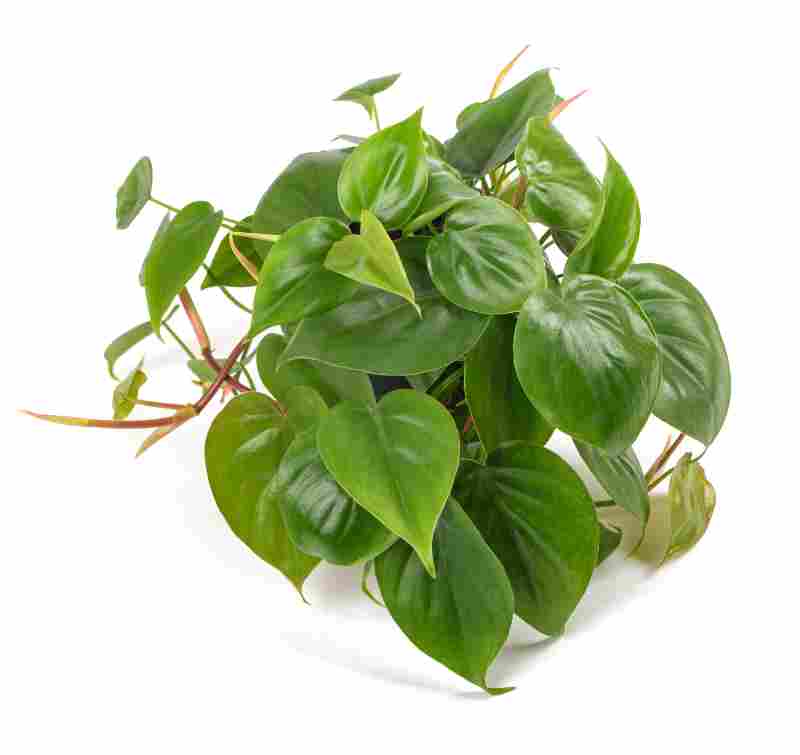 Filodendron – rostliny do terária