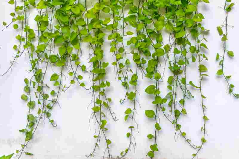 Šplhavnice – rostliny do terária