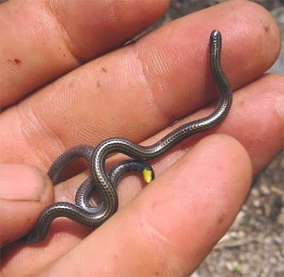 Leptotyphlops carlae nejmenší had na světě