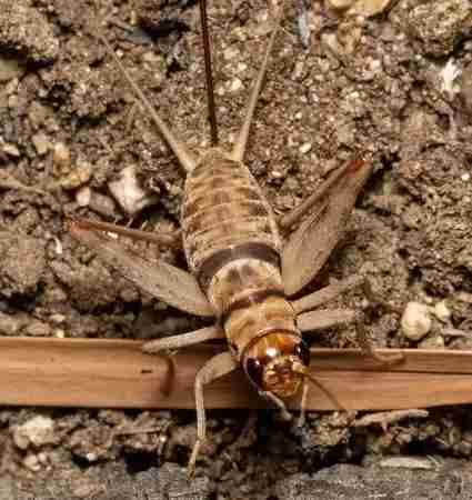 Cvrček krátkokřídlý – chov cvrčků