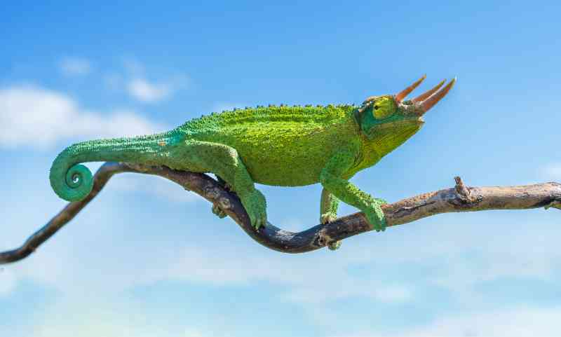Chameleon Jacksonův – třírohý – Trioceros jacksonii