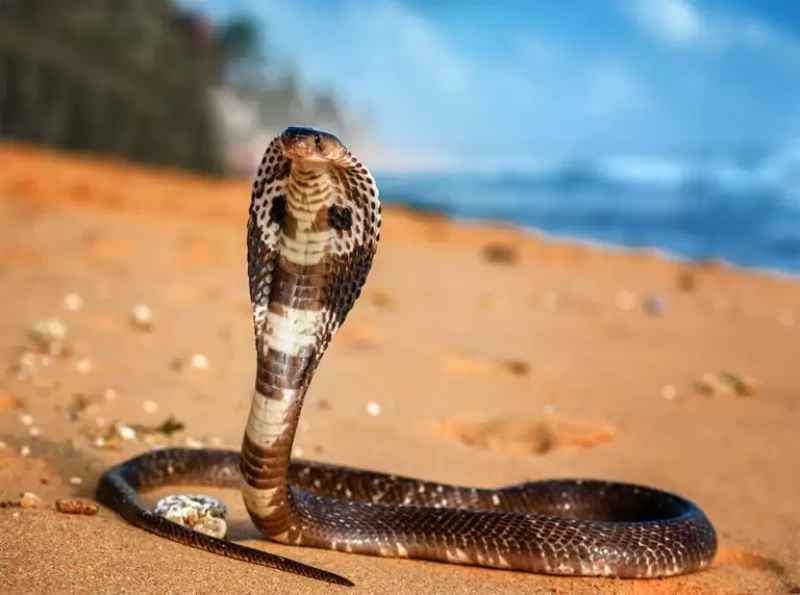 Kobra královská – největší nejjedovatější had