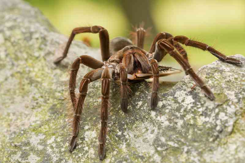 Největší pavouk na světě