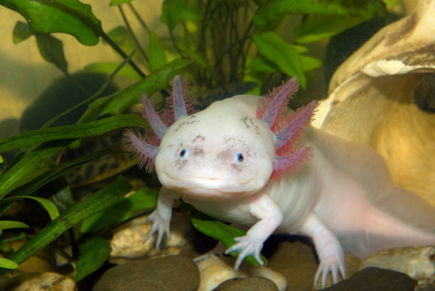 Axolotl v akváriu