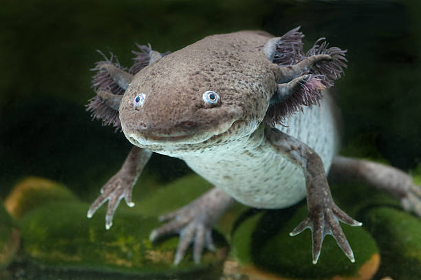 Axolotl barevné varianty