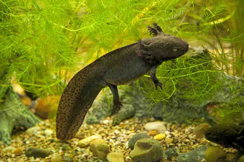 Axolotl mexický barvy