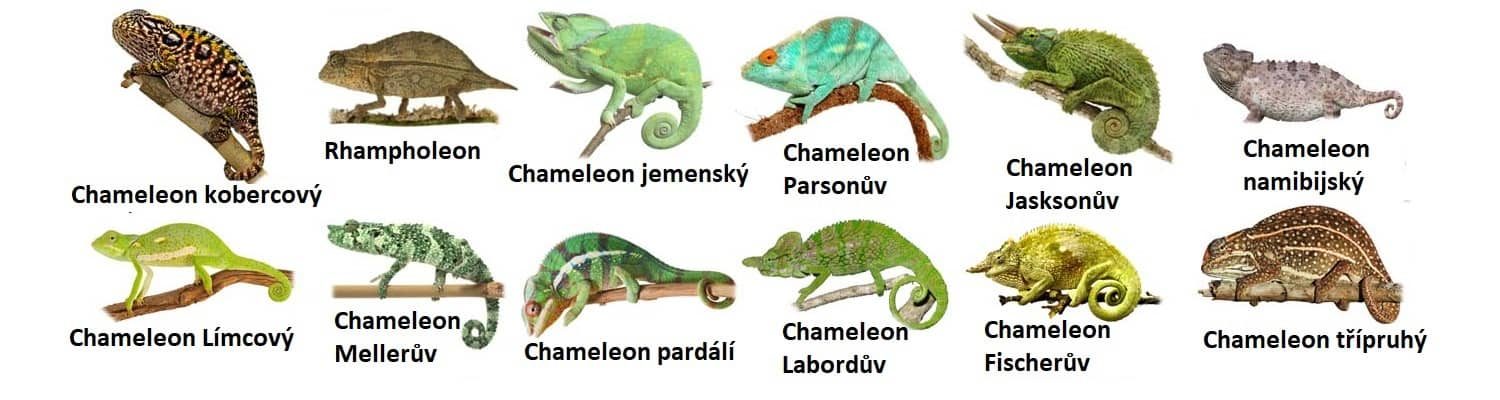 chameleon druhy