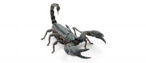emperor-scorpion-pandinus-imperator-life-on-white-compressor