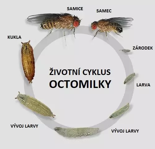 Životní cyklus octomilky, Obrázek pro článek o chovu octomilek. Krmný hmyz