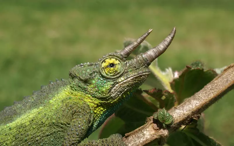 Chameleon Jacksonův – třírohý