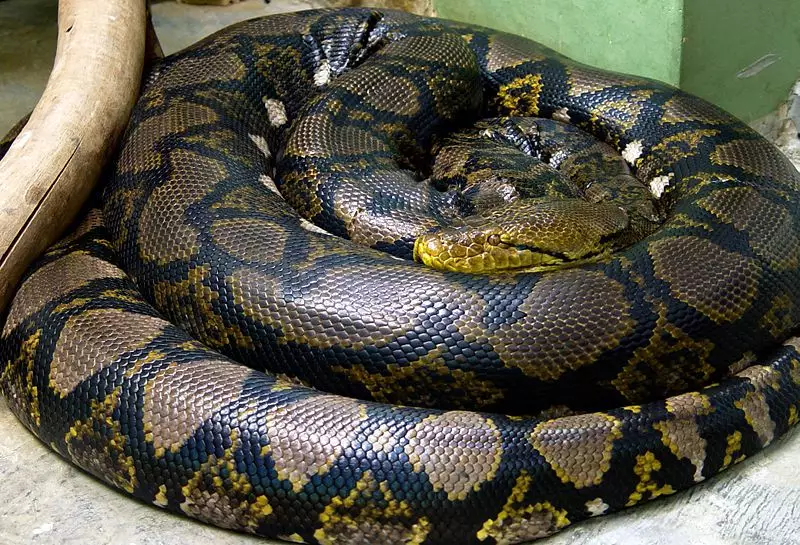 Krajta mriežkovaná najväčší had na svete