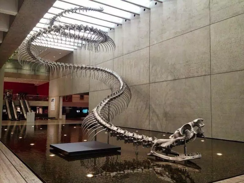 Titanoboa cerrejonensis najväčší had na svete