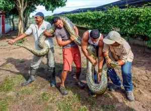 Největší had na světě