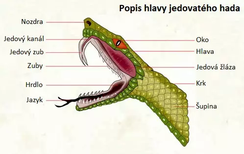 Popis hlavy jedovatého hada