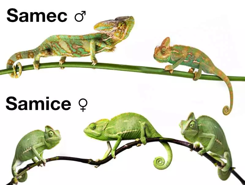 Chameleon jemenský – samec a samice