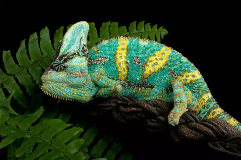 Chameleon jemenský – samec