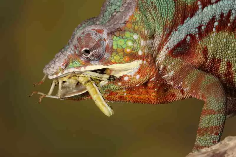Chameleon pardálí potrava