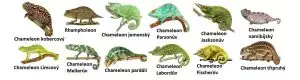 Druhy chameleonů