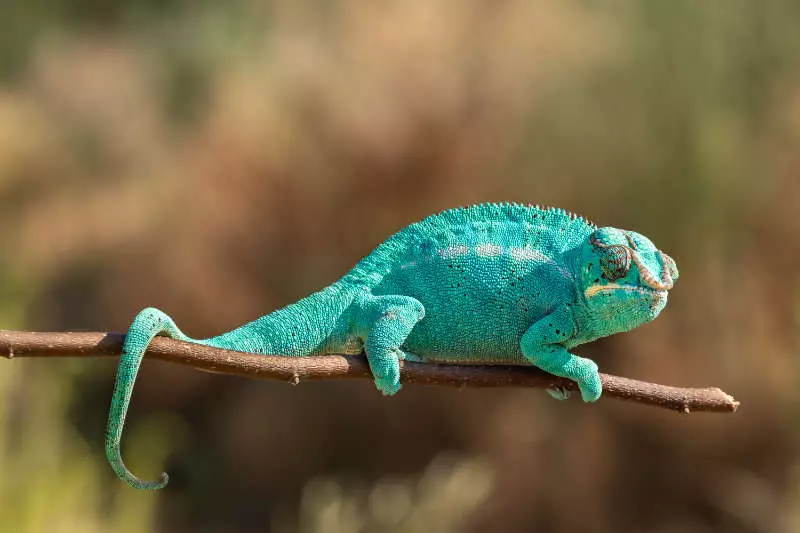 Chameleon pardálí barvy
