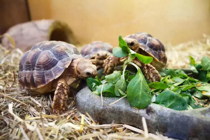 Krmení želvy v teráriu