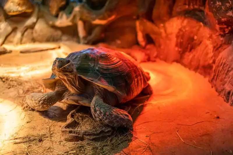 Osvětlení terária pro želvu