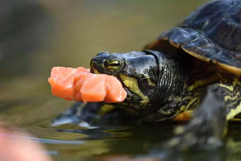 Želva nádherná potrava