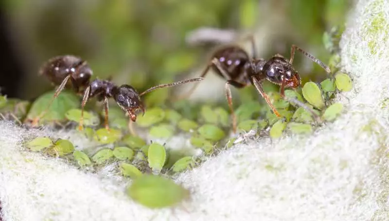 Mravenci a medovice