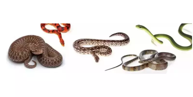 Druhy hadů