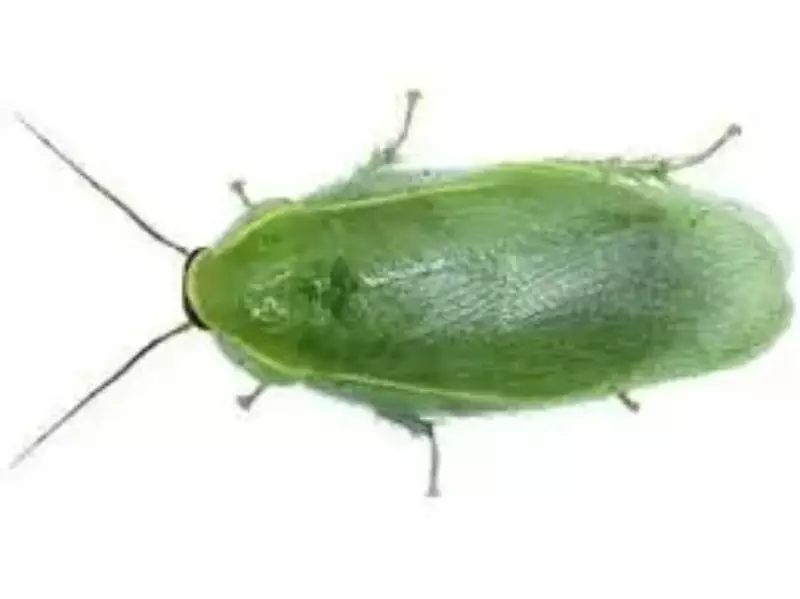 šváb zelený