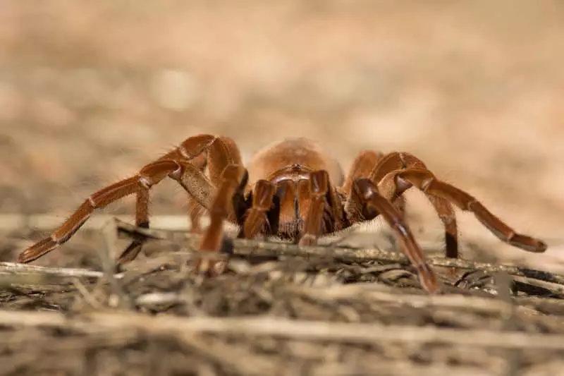 Největší pavouk na světě – Sklípkan největší