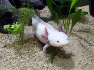 Axolotl – Vodní dráček