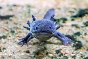 Axolotl blue