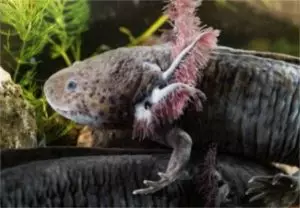 Axolotl cena